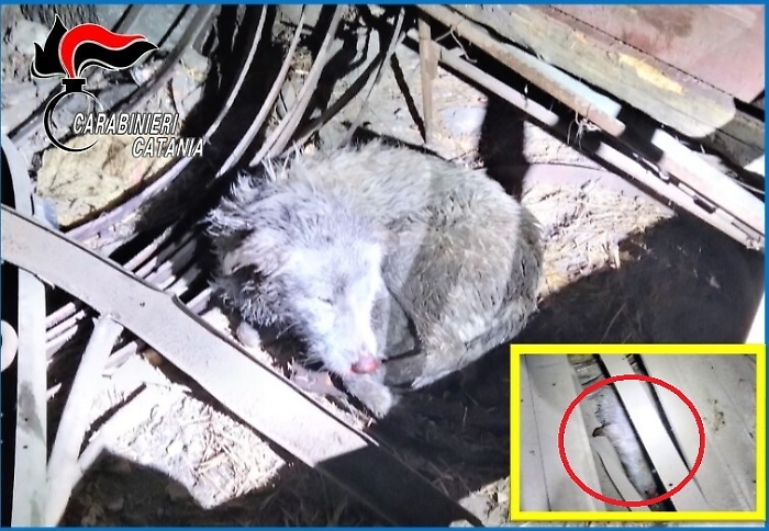 1619698439962_1620652600465