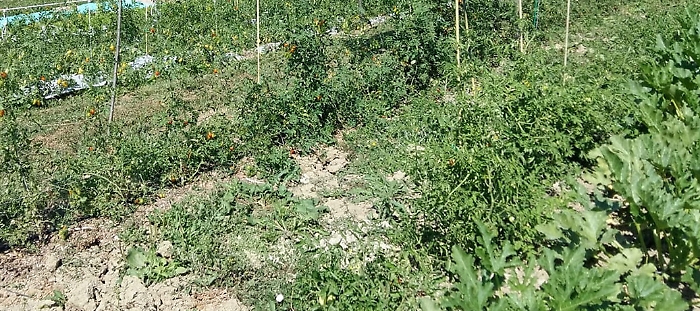 1620384143154_1620384157_1620670190619