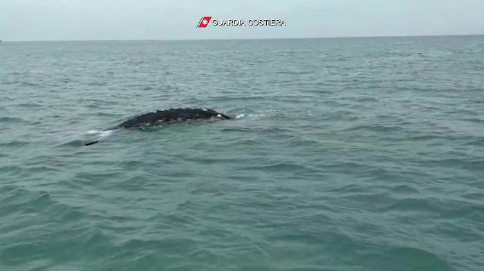 37522962-Cetaceofiumicino21aprile2021mp4_1620739945005