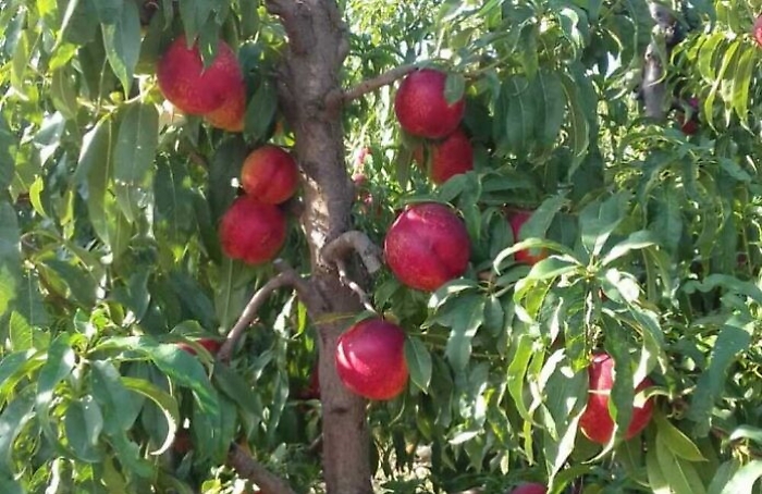 1621257749035_1623176371601