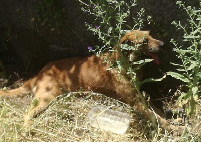 1622213066105_1623145141217