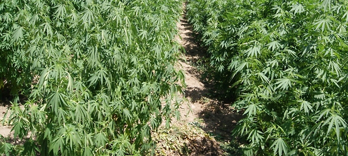 1622277010699_1622277023_1623145334384