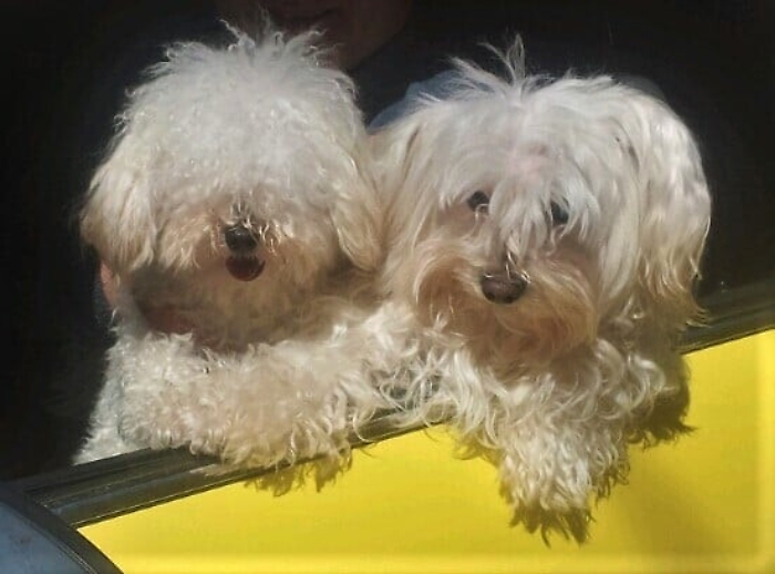 1623316161922_1623664702662