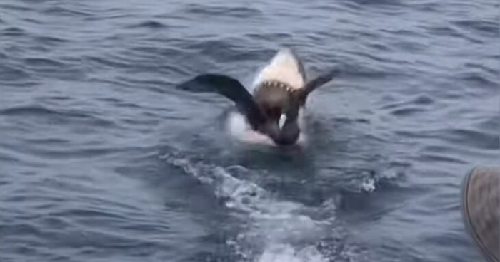 083749188-7d93b9d6-a4cd-4140-a0ad-38f16c9fe84a