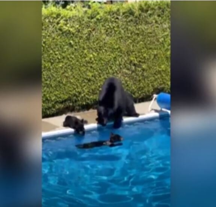 155037484-36633f5d-ed40-4ccc-88a6-2e62258e516c