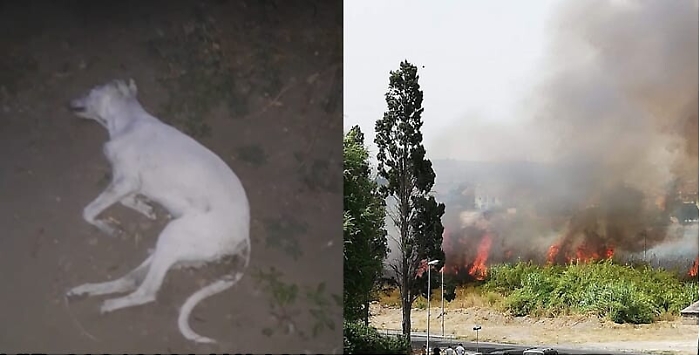 180858340-ea0d40be-6d6b-4d2c-a65a-a4300df1235e