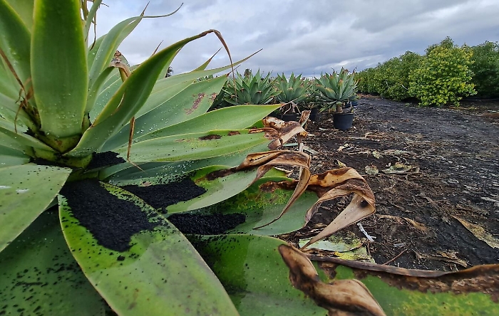 153805873-37331294-8998-46dd-b0bd-a2461124aa6f