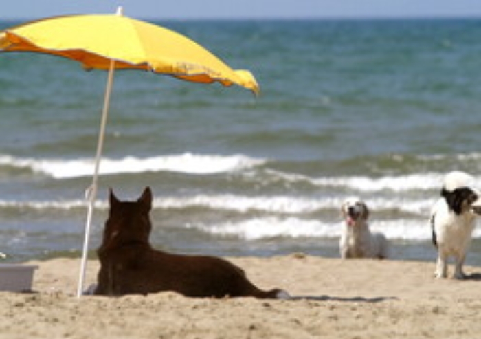 094456977-6e43ce58-f821-4d32-b7ba-e66a25556c81