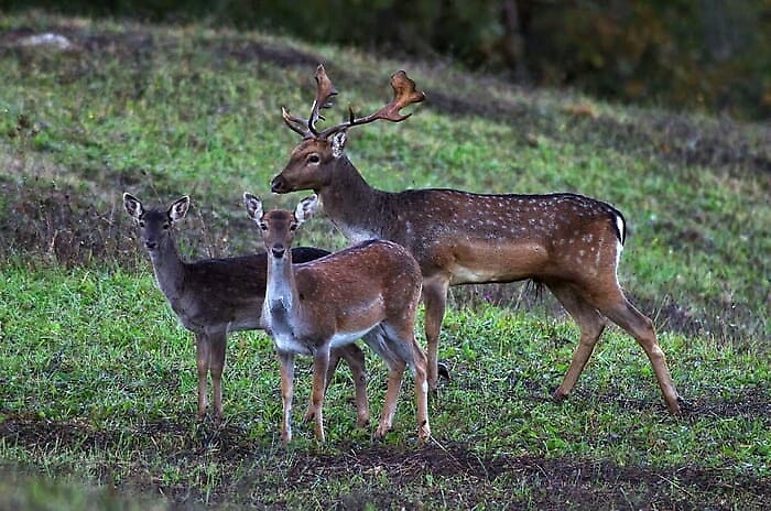 131706017-15a853b2-2a43-4677-abcb-5b0ea67408ee