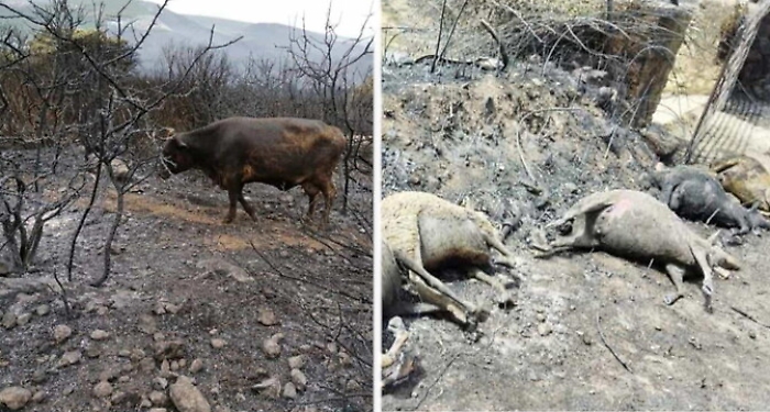 120443536-a0469a7f-3932-44ec-99ad-7e1b9e0a2246