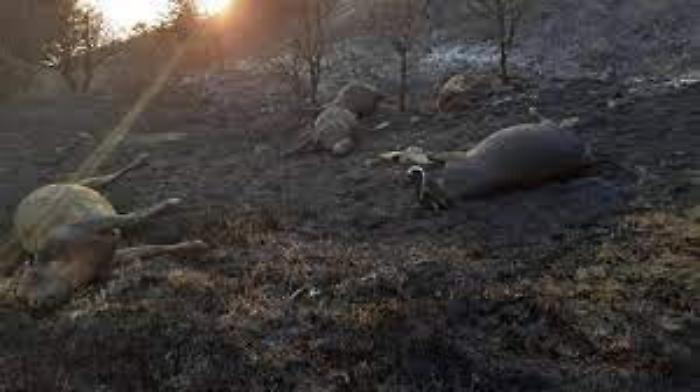 173236742-da6ffef2-d407-4aeb-91cd-8dacee538d5f