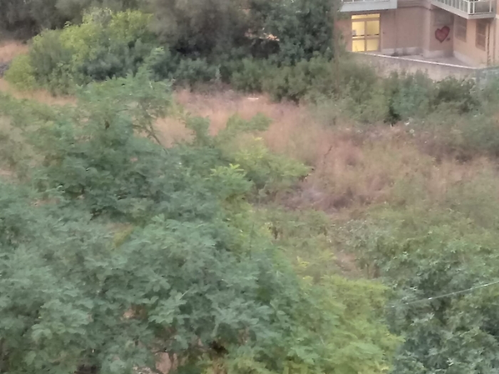 081651916-43a98466-fdd8-4b6c-a355-d6a13119ca67