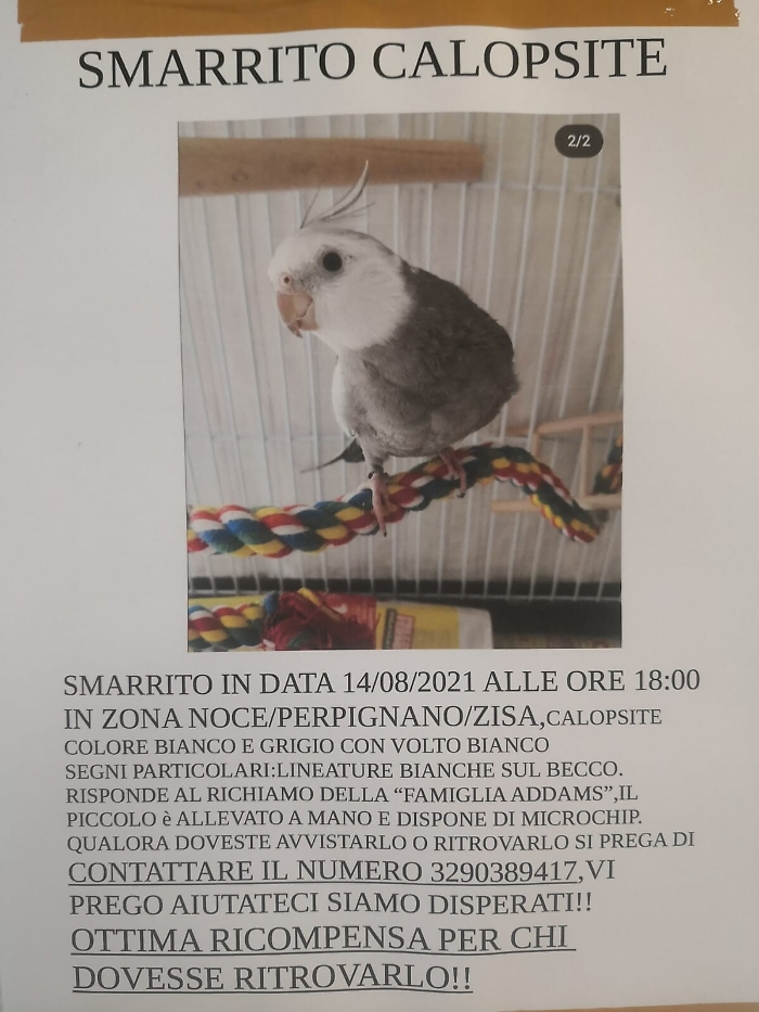 155857589-778dd0c3-cc59-4e0b-841b-84e3f81110f6