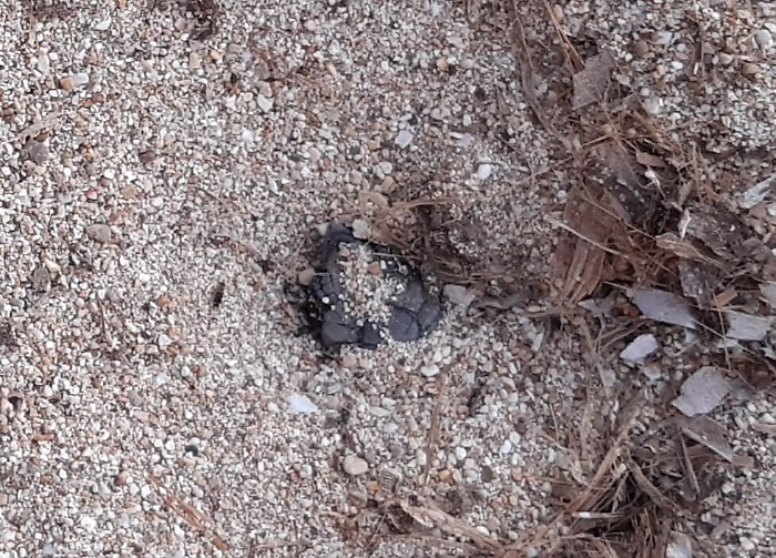 110040855-808d13c8-e9f5-46eb-b0b2-6e9f69d240ac