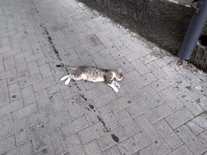 104929223-006bf9e5-2912-49aa-be56-253979f89354