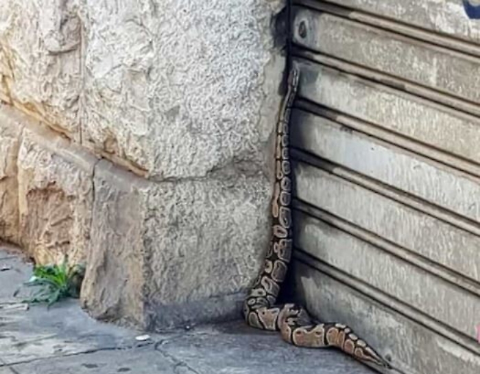 172320429-fbcffcb5-960d-41e2-a0cc-5ad4c7ed9f91