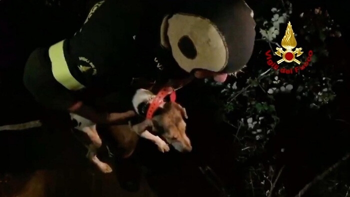 162836991-68552a97-2ac6-4552-a3f2-f803598471b0