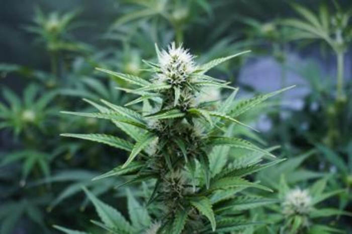 ADN20211027185149_1635354486041