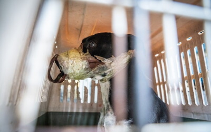 092326731-e863b66e-54ff-4430-be90-90e1915b41a5