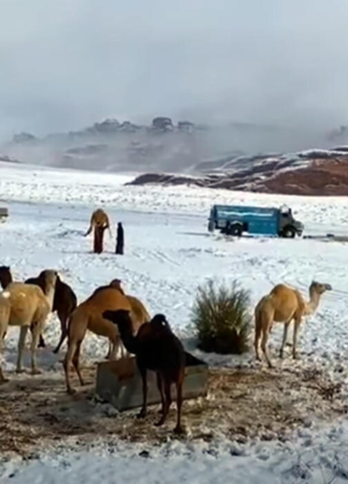 074730327-9c9f7859-7040-40d3-a44b-ee0159b8a72f