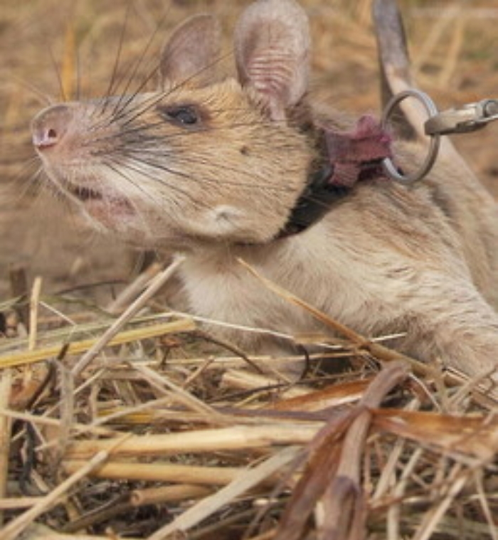 162539995-bc5c7b89-9e58-4911-bac2-75d05f079701