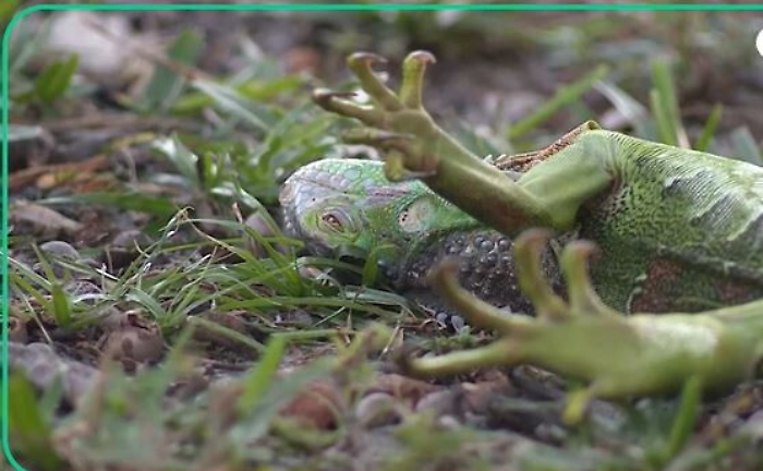 105754099-ac40e777-d32f-403c-ac47-a0a92f1dc3d9