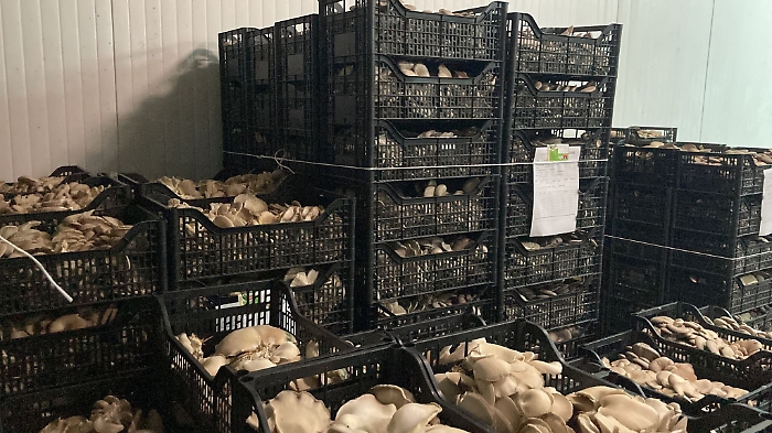 085206678-2ea7098c-367a-4214-a790-aada6da59046