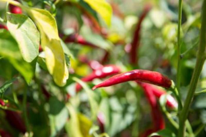 LAB20220309205030_1646856437105