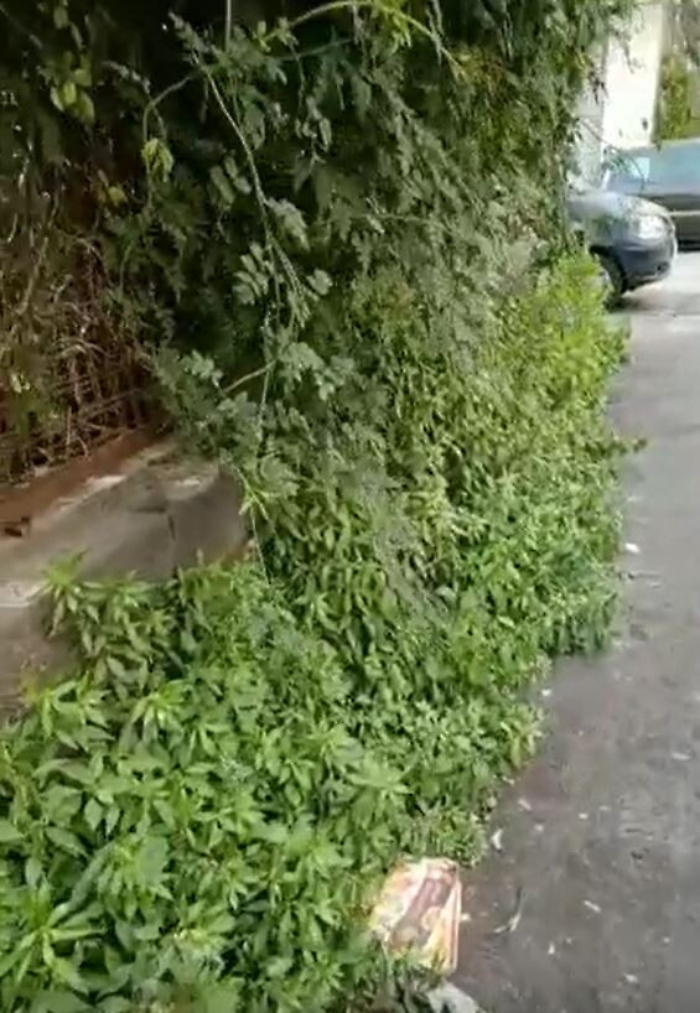 162409527-39f754a5-d26a-4748-a80a-029f4a9d0925