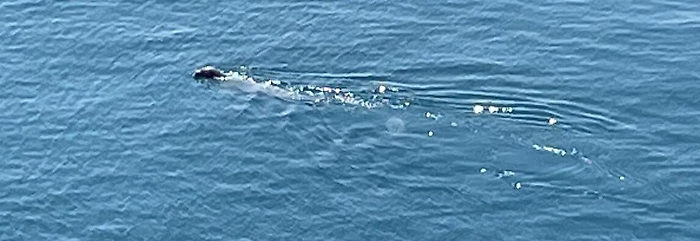 091815317-d690730a-cd81-49f1-9321-4c8c527bd11b