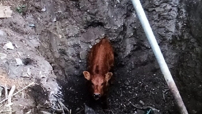 111335377-59783464-8330-4f47-9b84-8786aab81d27