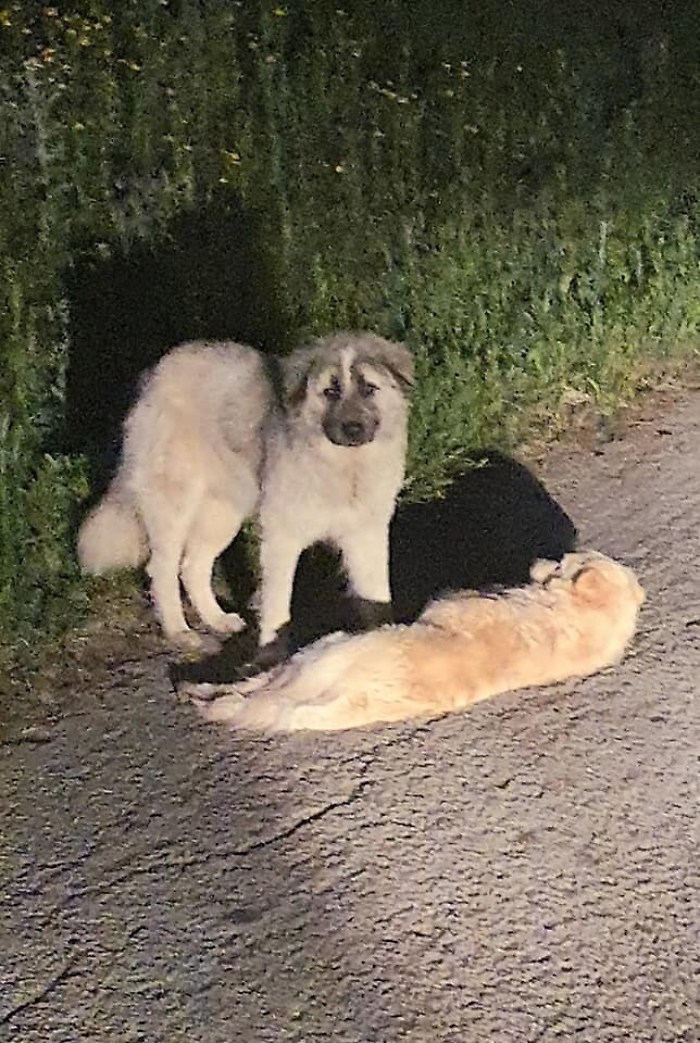 084611028-516698b9-3dac-4279-a008-2976d3ab9462