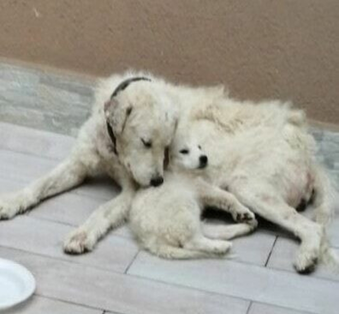 102950898-b89c3ffb-7133-46b3-b724-6dd2a09c27ab