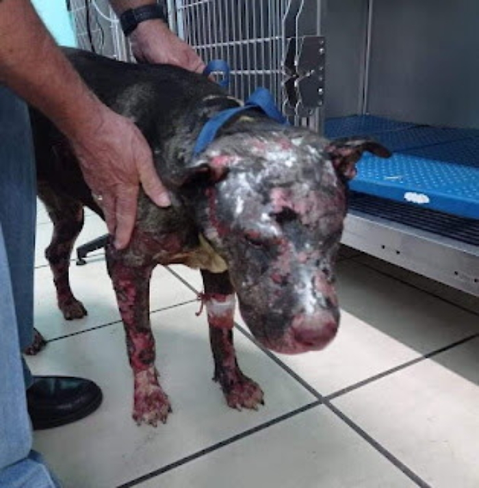 125619674-821d5ba0-1d86-43a5-8693-f80d7cff6210