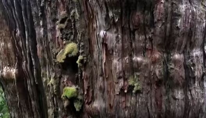 085024794-1834c7ab-3596-407d-87cf-bd406d2ed1f7