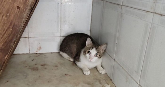 160440482-5d7a320f-4960-4eab-a406-29625656bf1e