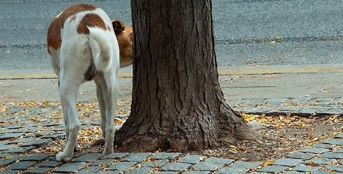 172450800-5dfc353d-71b7-43df-9068-16d3a6990e64