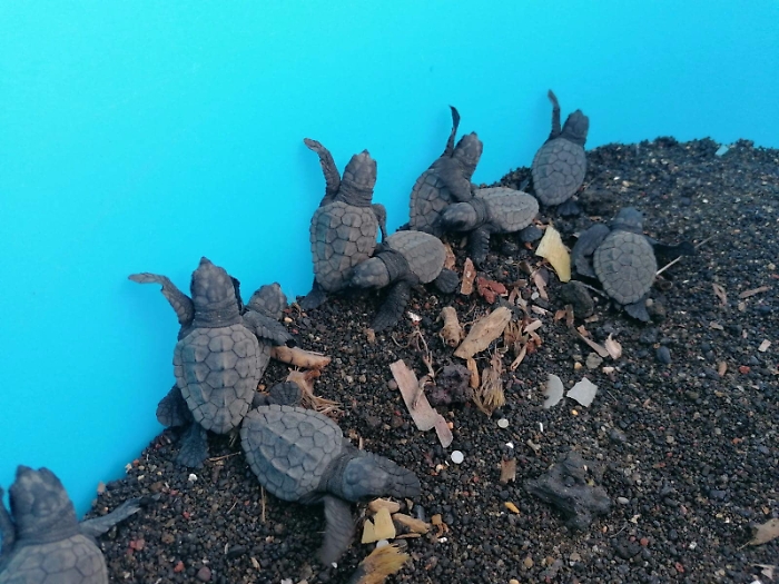 085706790-4e81cb6b-27e0-4037-a7a1-72eda42d8510