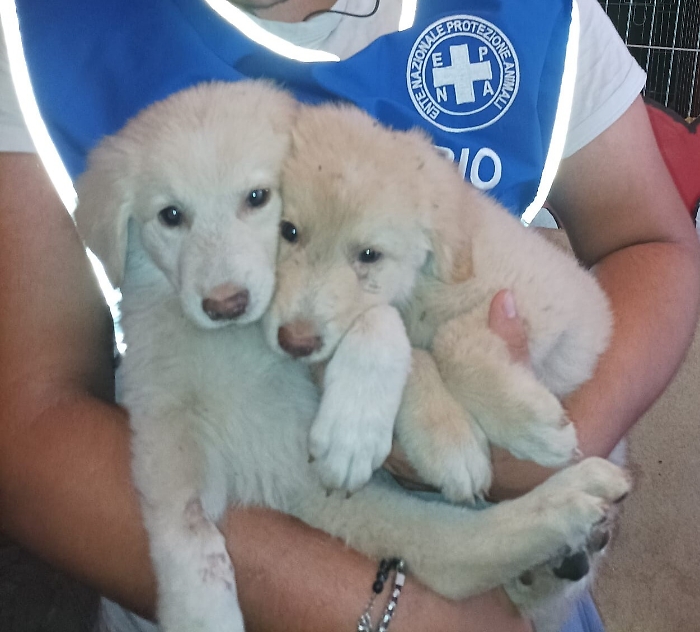 144727715-9e4cd024-b6a0-4ddf-9845-3dbda1d62be2