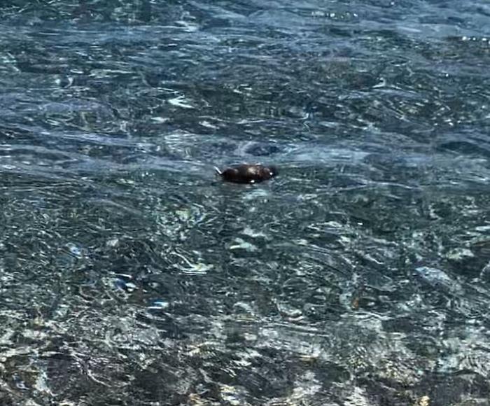 170138309-62da2746-c9e5-4e33-8b2e-2fd9d6312264