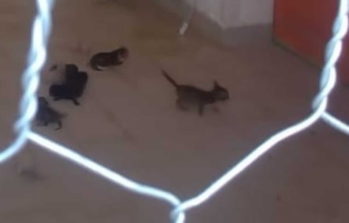 132342152-9cdf7a9d-8147-41ad-913c-8c811b67ba94