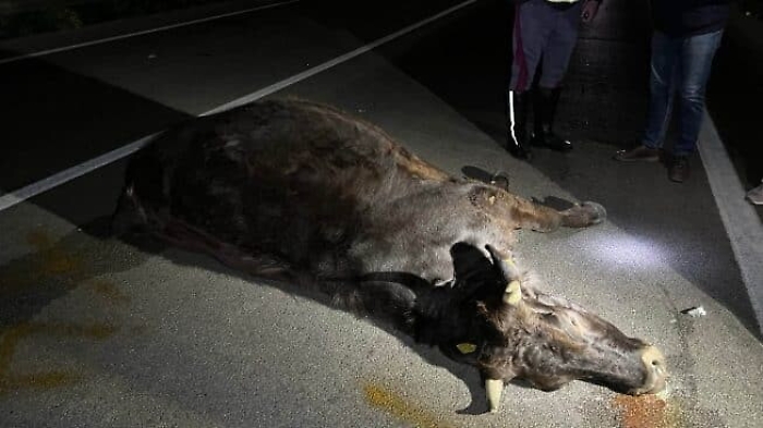 103819121-01f2f7d0-0bd0-4258-868f-e4984457290f