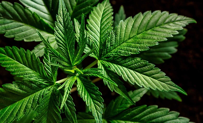 152902927-a89dd3ef-7488-4ef7-a2f0-cceccdb7d171