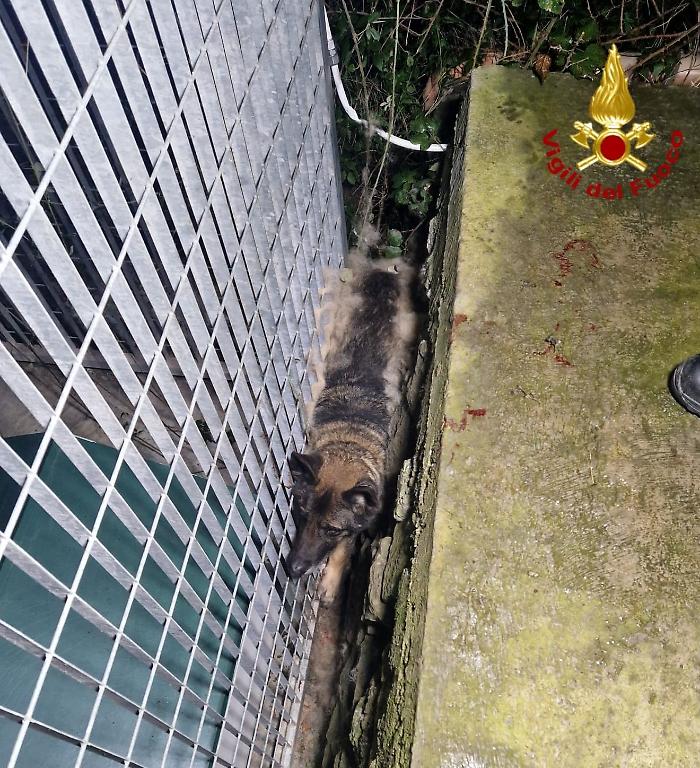 Cane Fero salvato nel Catanese