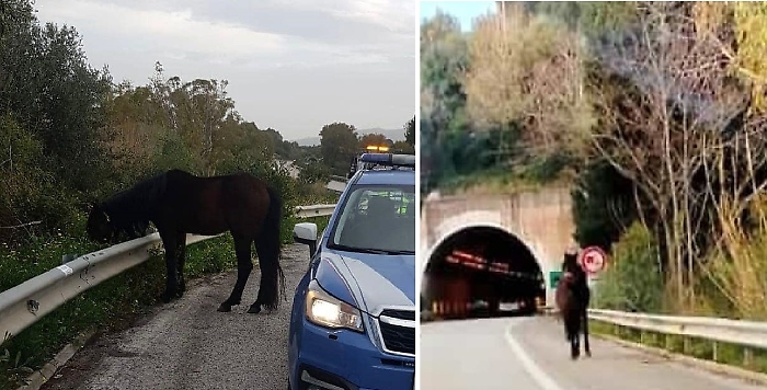 cavallo autostrada a20