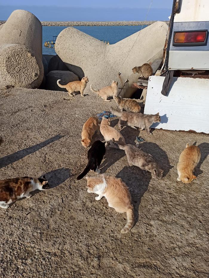 Colonia felina al porto di Licata