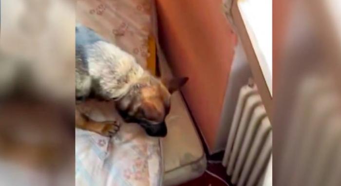Cane antidroga cerca sul materasso
