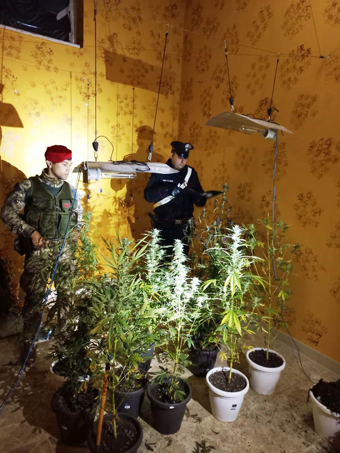 Serra di marijuana in casa occupata abusivamente a Messina