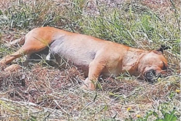 Immagine 2023-04-17 132217