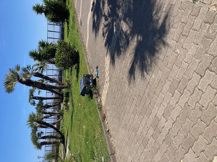 viale Africa, Catania. verde urbano